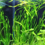 植栽から23日目　スクリューバリスネリア